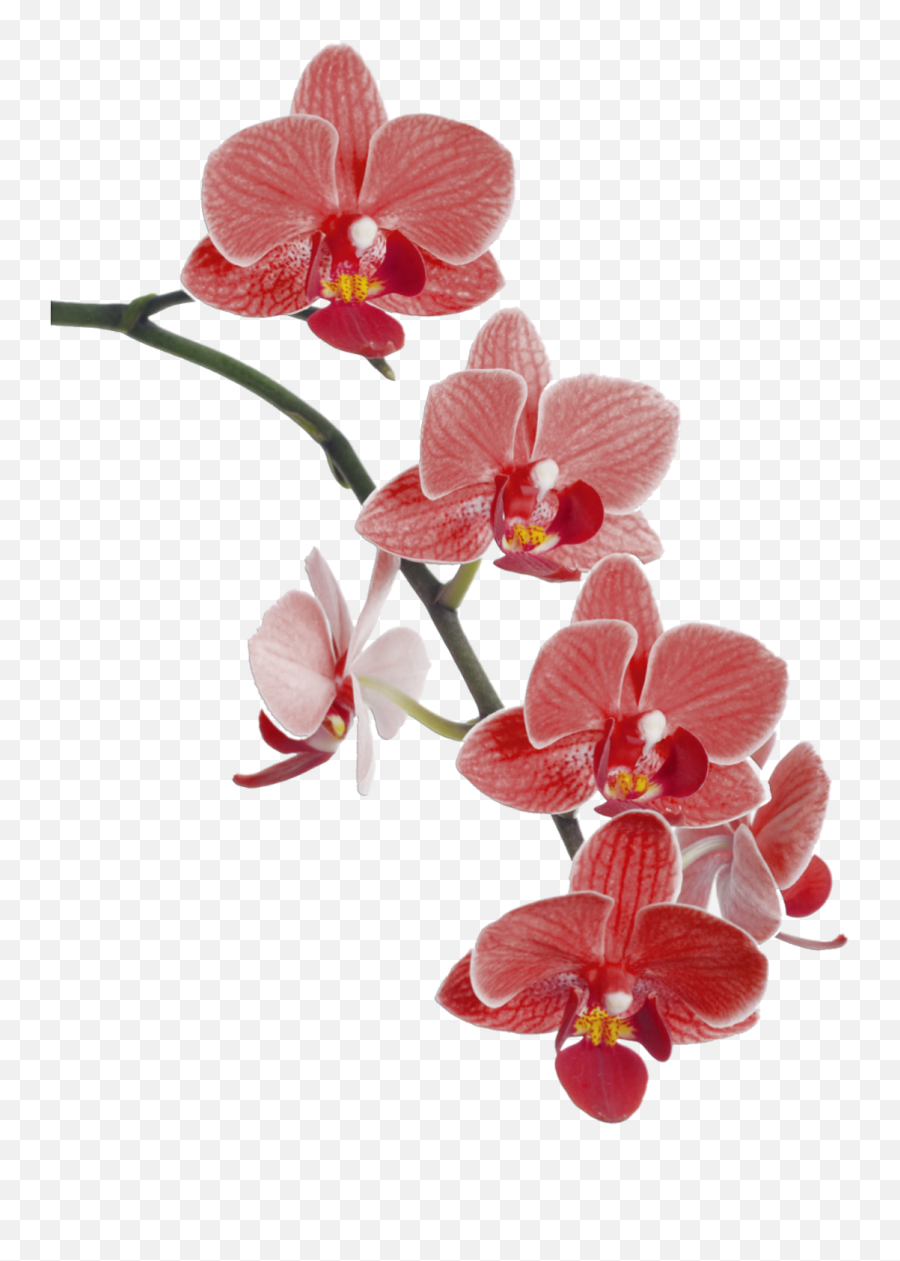 Red Orchids Png Image With No