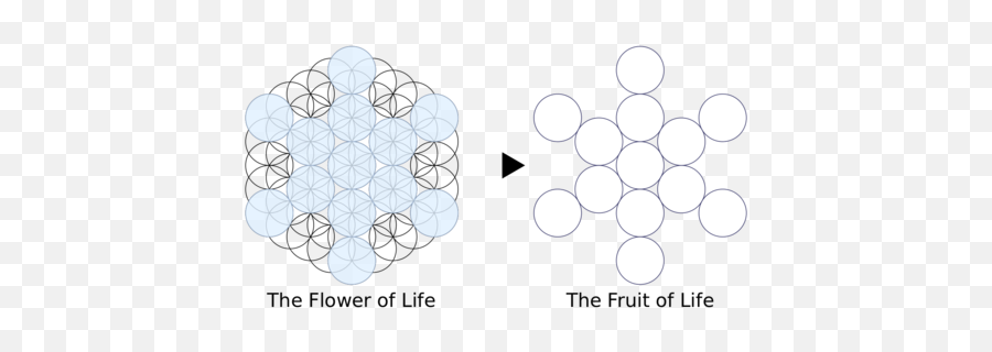 Sacred Geometry And The Flower Of Life - Fruit Of Life Png,Seed Of Life Png