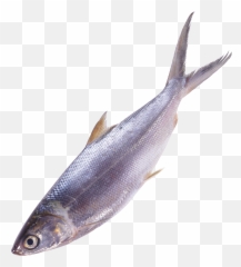 Fish In Png - Of