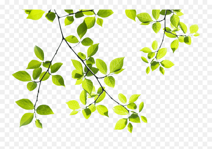 Download Hd Tropical Branch Png - Branches Of Tree Png Green Tree Branch Png,Branch Png