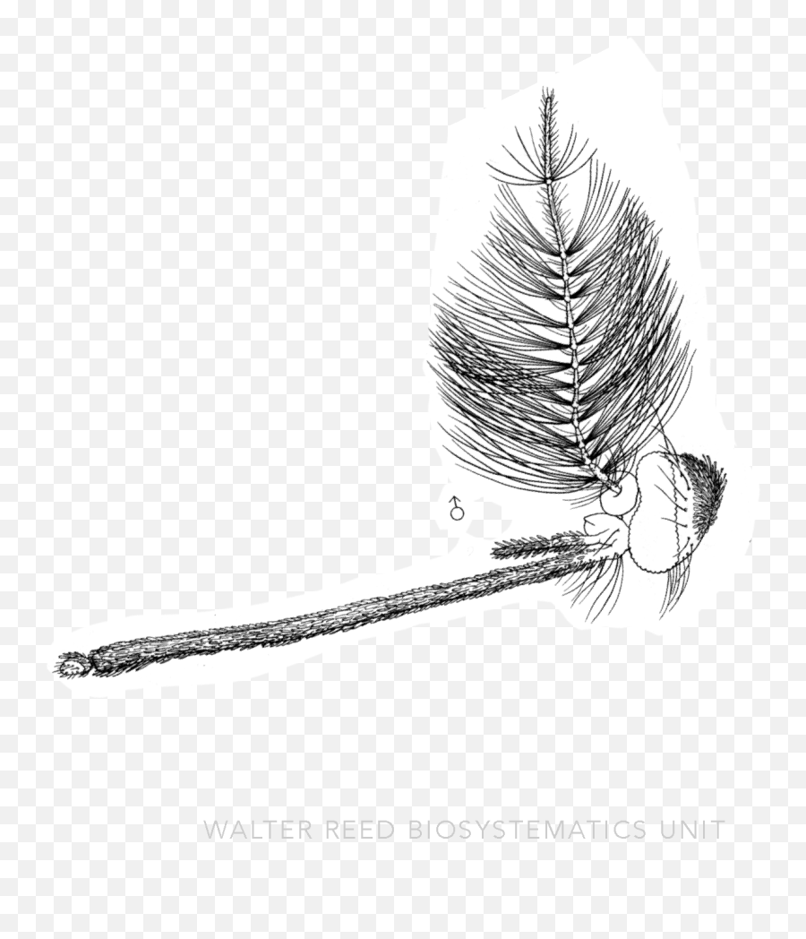 Maorigoeldia Edwards 1930 Walter Reed Biosystematics Unit - Sketch Png,Palm Frond Icon