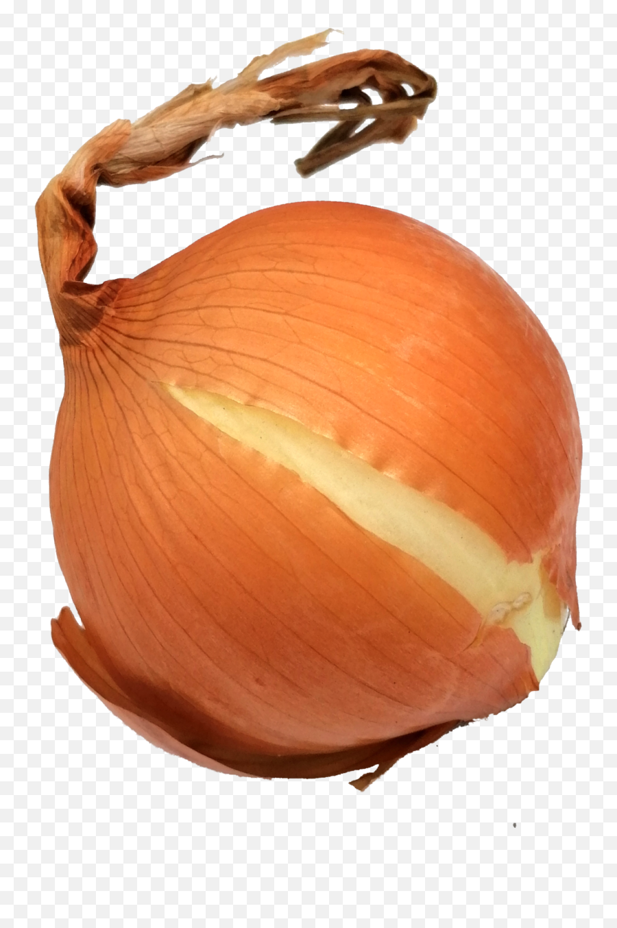 Onion - Yellow Onion Png,Onion Png