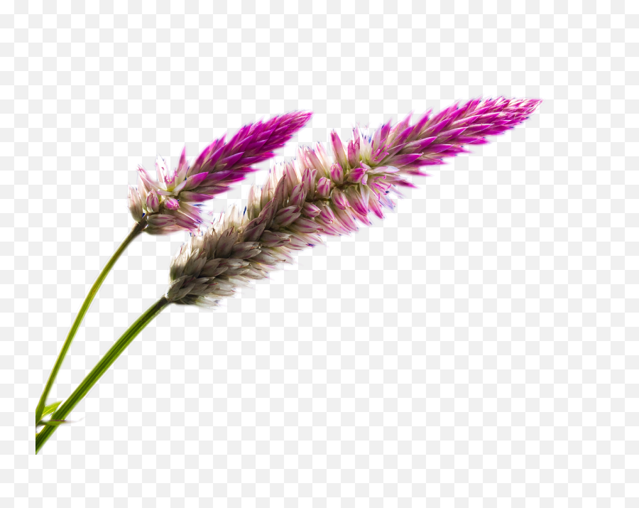 Wild Flower Png Clipart Free Stock - Field Flower Png,Wild Grass Png