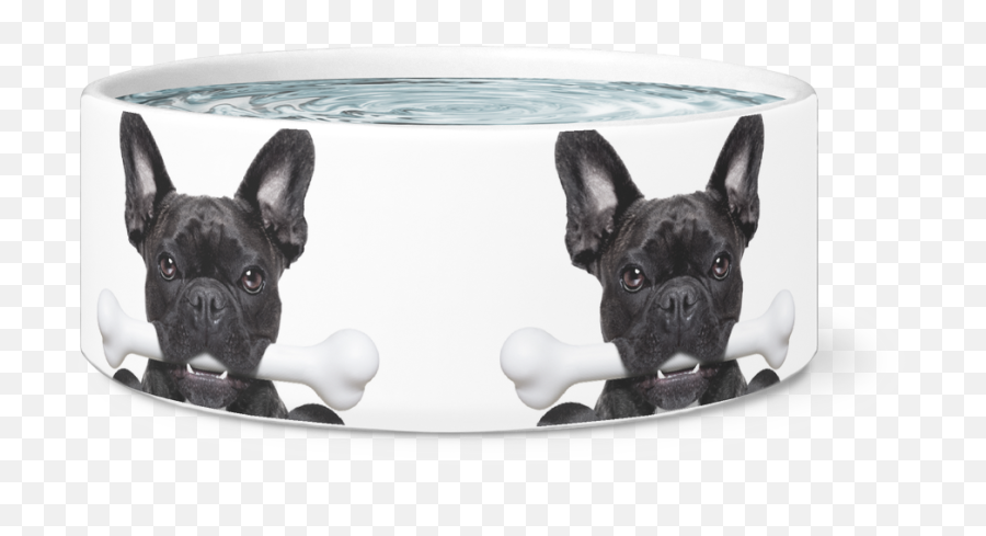 Download Hd Frenchie With A Bone Dog Bowl - French Bulldog French Bulldog Png,Dog Bowl Png