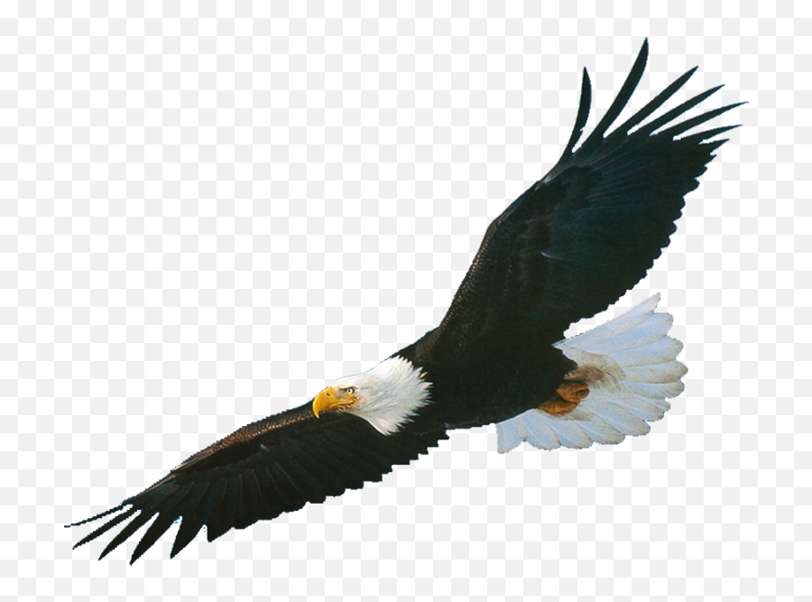 Bald Eagle Png - Alçar Voos Transparent Cartoon Jingfm Soaring Eagle Clip Art,Eagle Head Png
