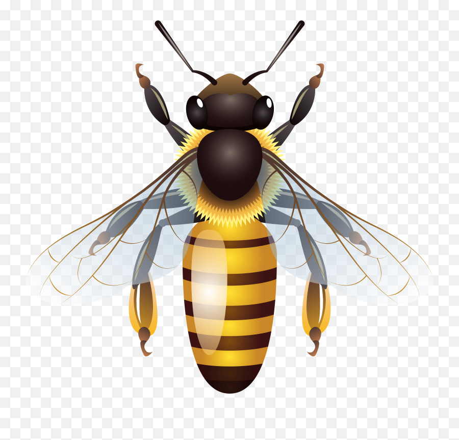 Honey Bee Clipart Png Transparent Background
