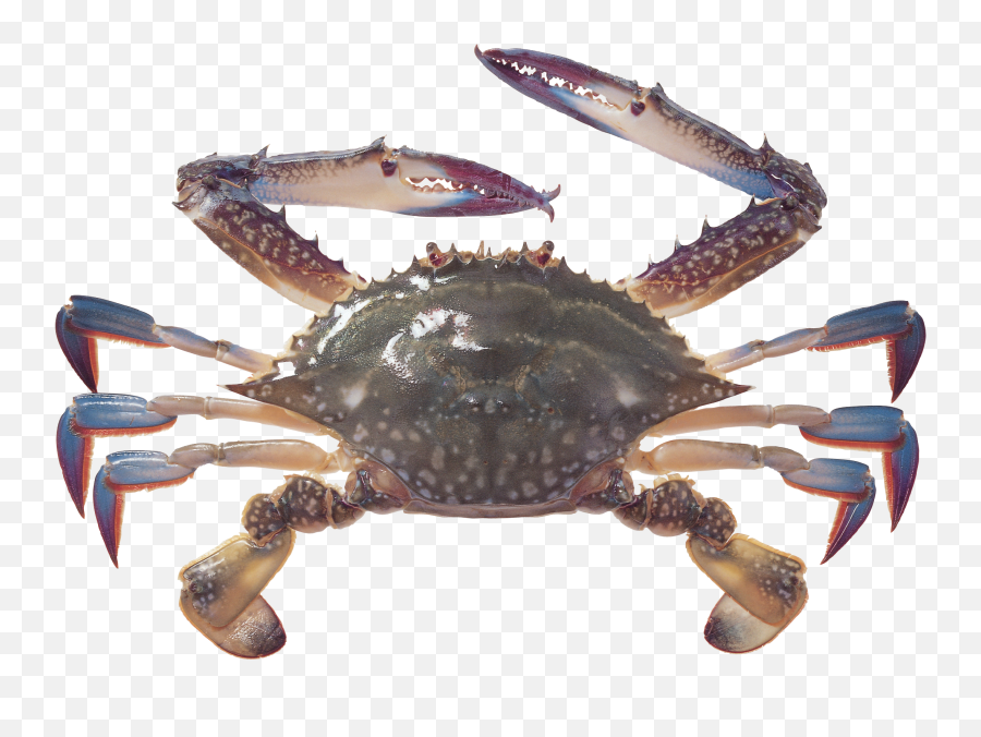 Crab Icon Png - Crab Png,Crab Transparent Background
