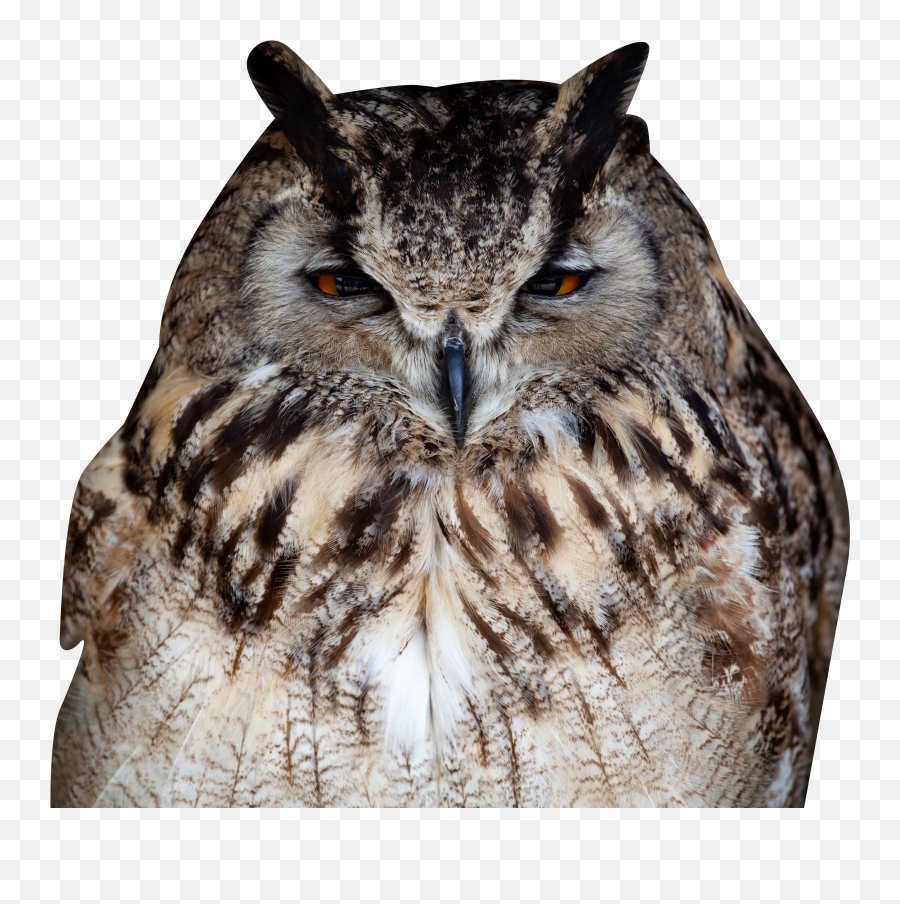 Owl Closeup Transparent Background Png - Owl Transparent Background,Owl Transparent