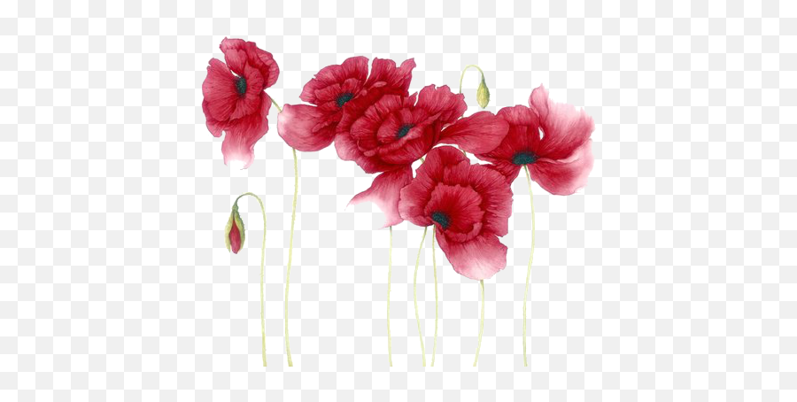Download Hd Red Watercolor Flowers Png Transparent Image - Poppy Flowers Watercolor Png,Red Flowers Png