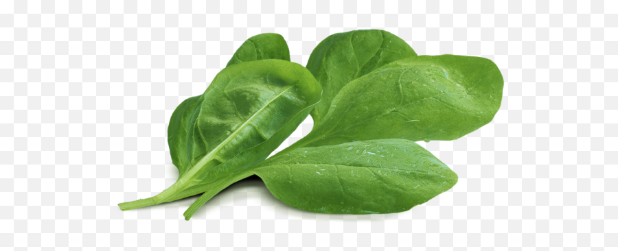 Spinach Png - Baby Spinach Png,Laurel Leaves Png