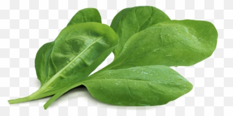 Spinach Png - Baby Png