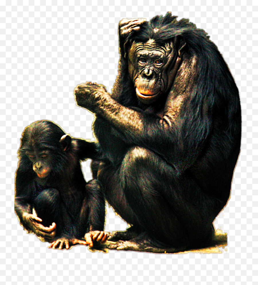 Chimpanzee Vs Battles Wiki Fandom - Transparent Bonobos Png,Chimp Png