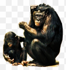 Chimpanzee Vs Battles Wiki Fandom - Transparent Bonobos Png,Chimp Png