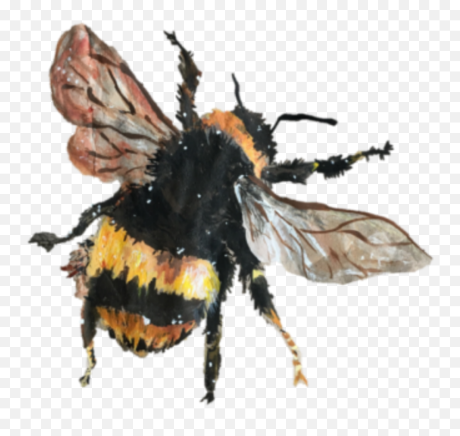 Bee Abeja Art Tumblr Sticker By Ig Neffellibatta - Bee Drawing Aesthetic Png,Bee Png