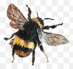 Bee Abeja Art Tumblr Sticker By Ig Neffellibatta - Bee Drawing Aesthetic Png,Bee Png