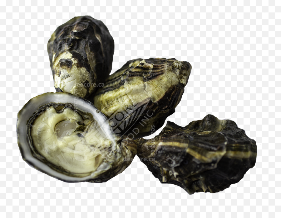 King Of The North Oysters - Tiostrea Chilensis Png,Oysters Png