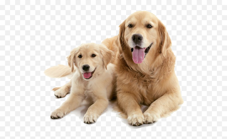Should I Get A Puppy Or Adult Dog - Puppy And Adult Dog Png,Puppy Png