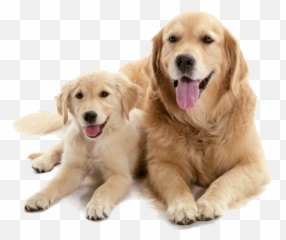 Should I Get A Puppy Or Adult Dog - Puppy And Adult Dog Png,Puppy Png