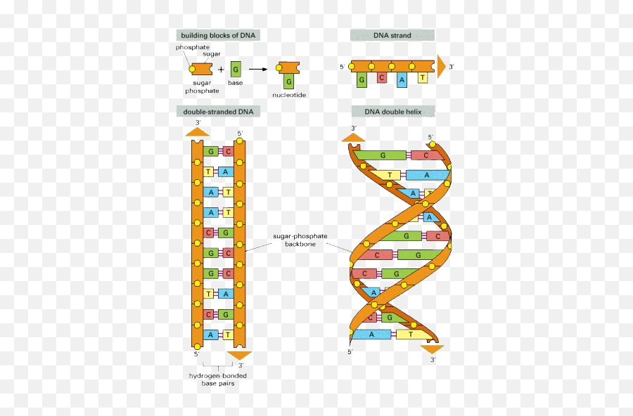 This Is A Picture Or The Monomers Of Nucleic Acids Dna - Dna Strand Sugar And Phosphate Png,Dna Strand Png