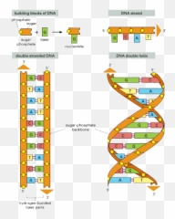 This Is A Picture Or The Monomers Of Nucleic Acids Dna - Dna Strand Sugar And Phosphate Png,Dna Strand Png