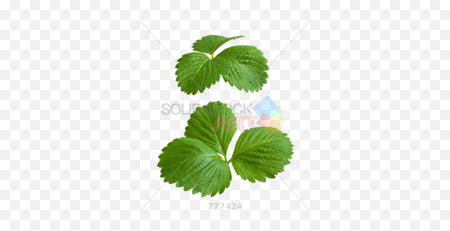 Stock Photo Of Strawberry Leaves Isolated - Strawberry Leaves Png,Transparent Leaves