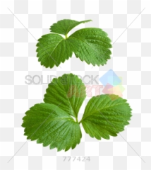 Stock Photo Of Strawberry Leaves Isolated - Leaves Png