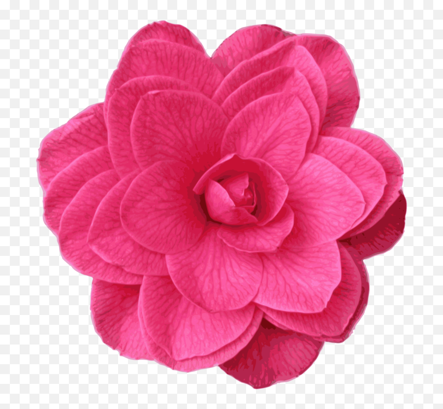 Pinkplantflower Png Clipart - Royalty Free Svg Png Icon,Japanese Flower Png