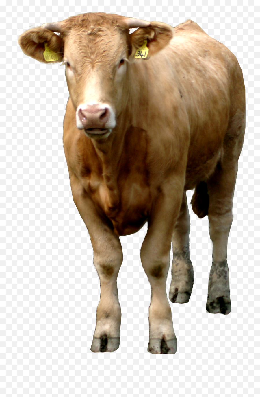 Nepal - Brown Cow Png,Cattle Png