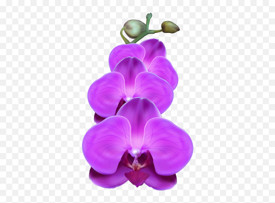 Purple Orchid Png Transparent Clip Art - Transparent Purple Orchid Flower,Orchids Png