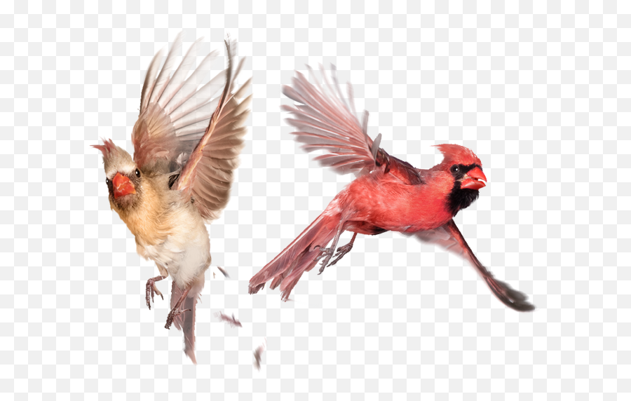 Therapy - Servicesgendersexualityissuescardinals Simple Cardinal Bird Flying Png,Cardinals Png