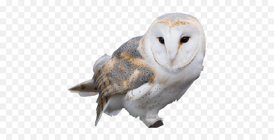 Top Barn Owl Stickers For Android Ios - Transparent Snowy Owl Gif Png,Barn Owl Icon