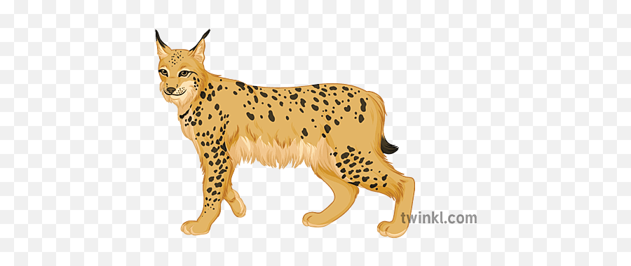 Lynx Pshe Daily Debate Wild Animals Big Cat Secondary - Animal Figure Png,Lynx Icon