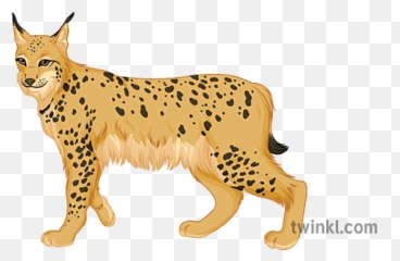 Lynx Pshe Daily Debate Wild Animals Big Cat Secondary - Figure png