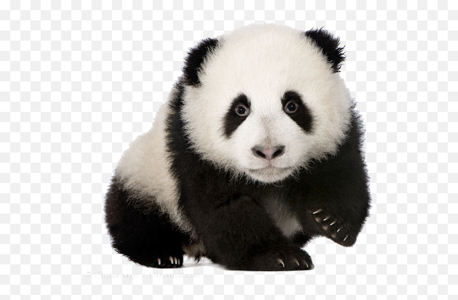 Imagem Desenho Menina De Boné Em Png - Baby Panda Png,Cute Panda Png