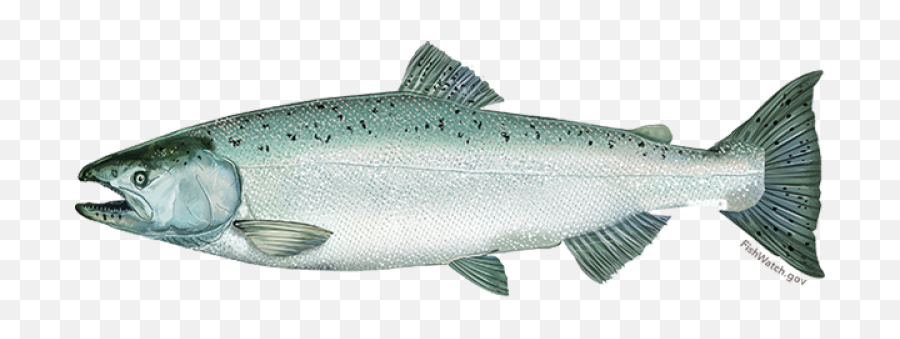 Chinook Salmon Noaa Fisheries - Chinook Salmon Png,Troll Face Facebook Icon