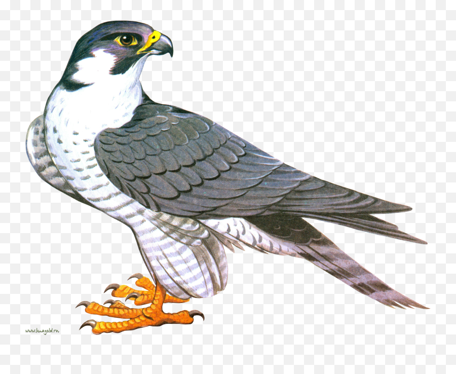 Falcon Png Images Free Download - Falcon Clipart,Falcons Png