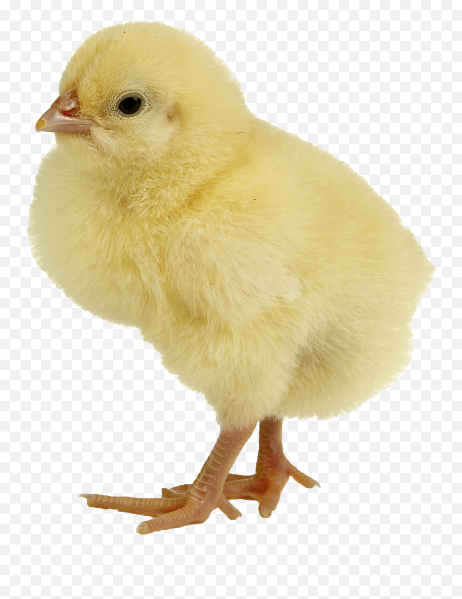 Chick Yellow Transparent Png Clipart - Baby Chick Png,Baby Chicks Png