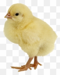 Chick Yellow Transparent Png Clipart - Baby