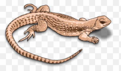 Home - Desert Lizard Clipart Png,Reptiles Png
