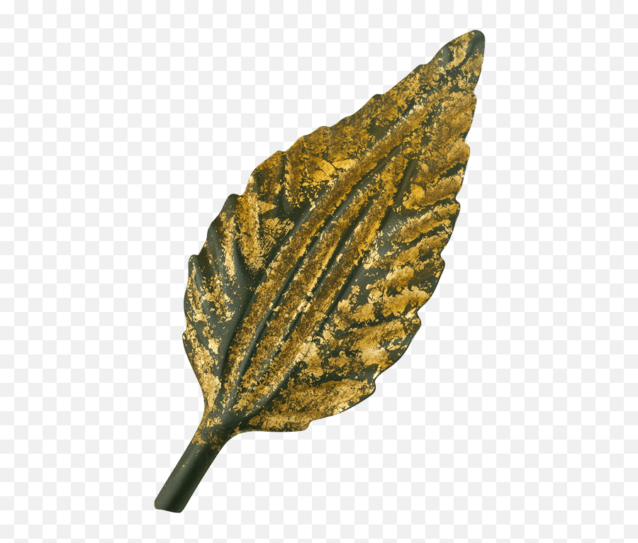 48 - Beech Png,Gold Leaf Png