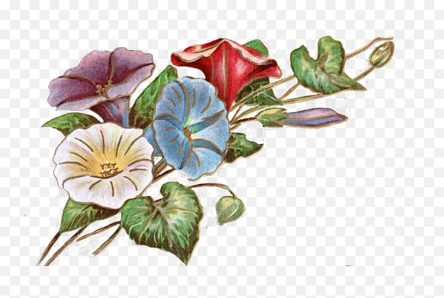 Vintage Flowers Morning Glory Glories Isolated - Flower Morning Glory Drawing Png,Vintage Flowers Png