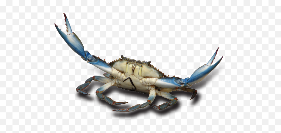 Free - Blue Crab With Transparent Background Png,Crab Transparent Background