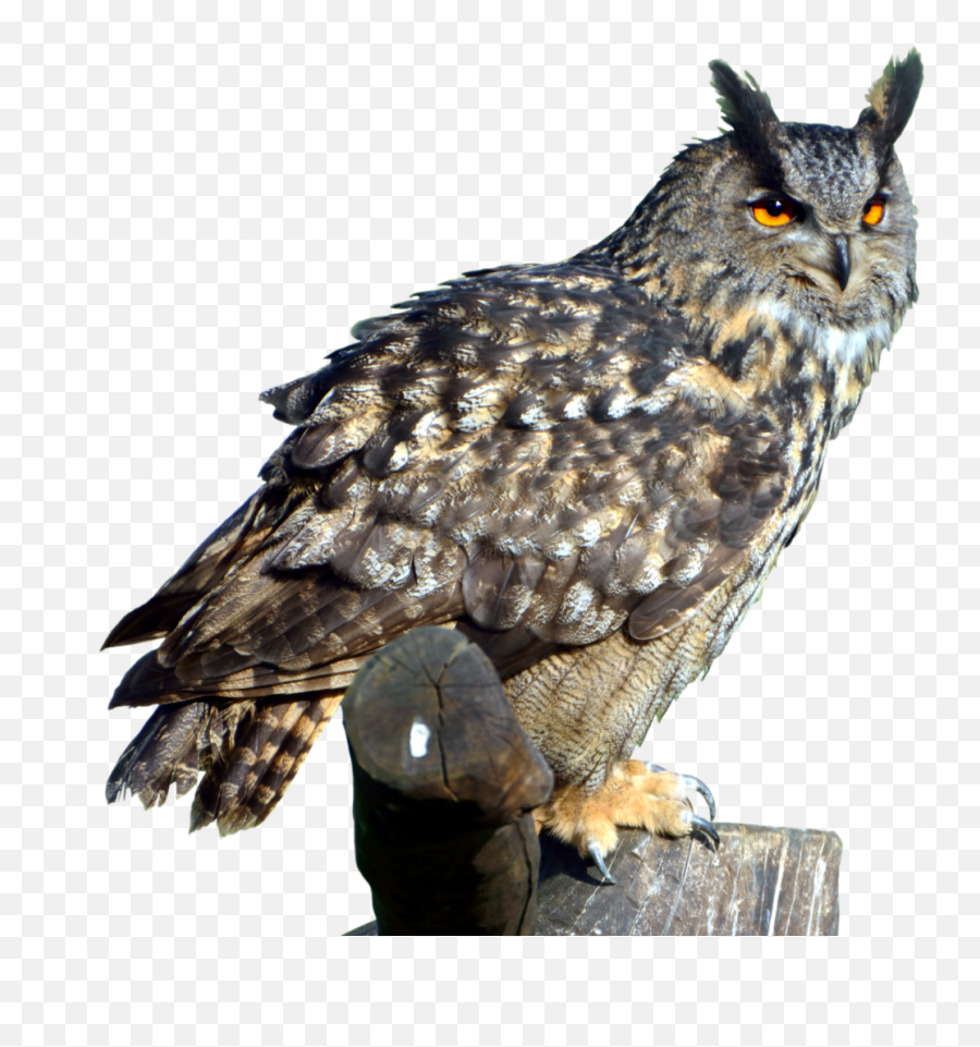 Download - Great Horned Owl Png,Owl Transparent