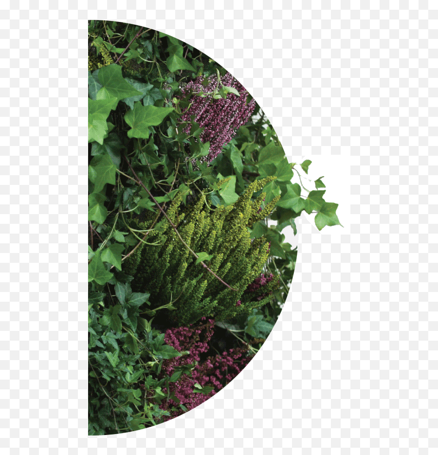 Green Walls With Plants And Moss - Verbena Png,Green Wall Png