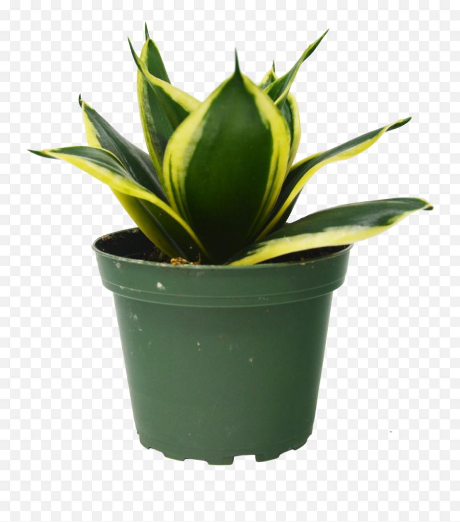 Snake Plant In Pot - Houseplant Png,House Plant Png