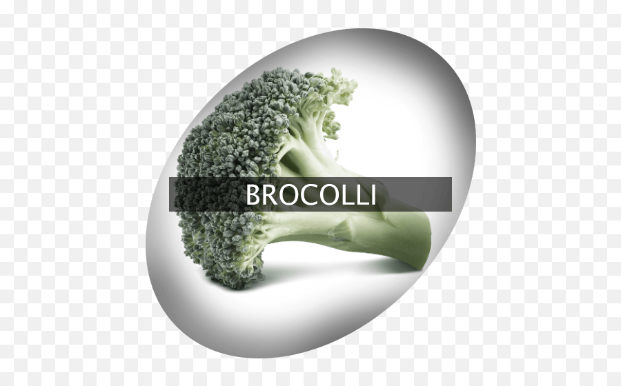 Broccolli Indigrowcom - Broccoli Png,Brocolli Png