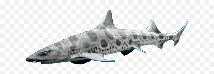 Download Dungeon Masters Only - Leopard Shark Png Image With Leopard Shark Transparent Background,Shark Transparent Background