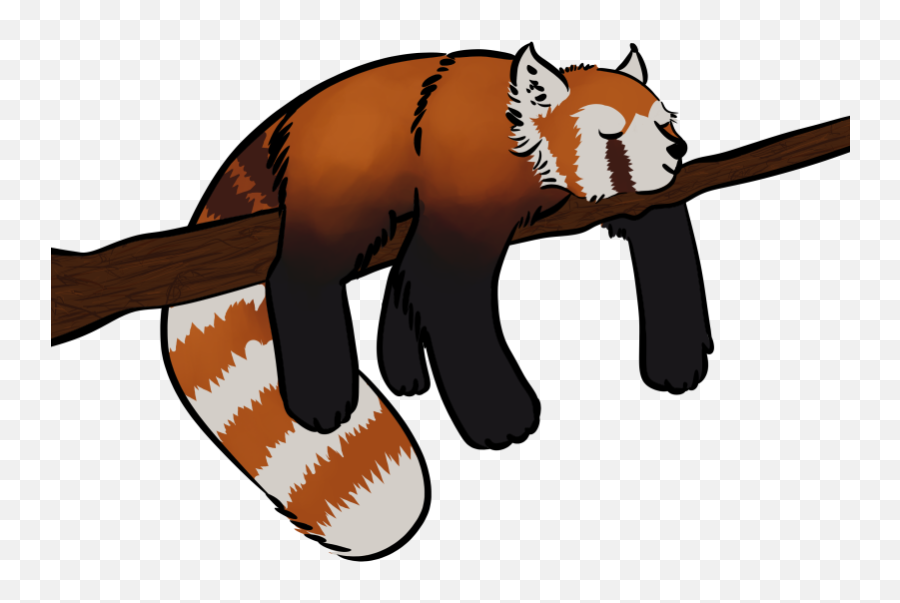 Panda Sleepin - Illustration Png,Red Panda Transparent