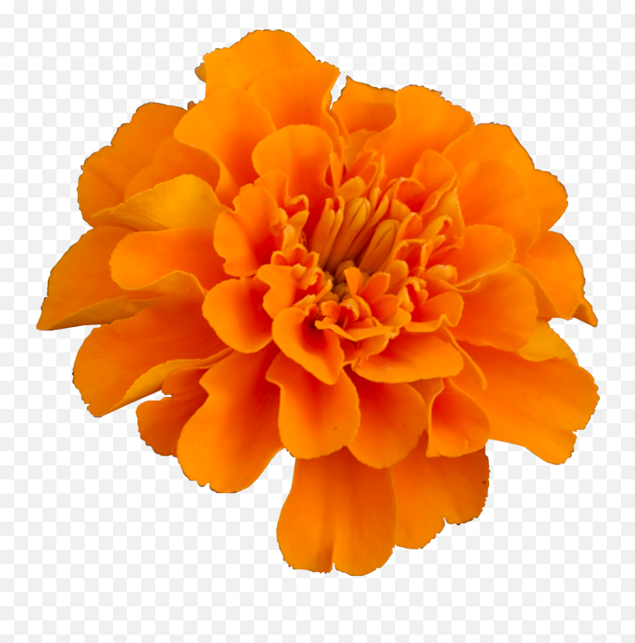 Mexican Marigold Flower Pot - Mary Gold Flower Png,Mexican Flowers Png