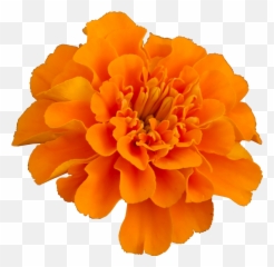 Mexican Marigold Flower Pot - Mary Gold Flower Png,Mexican Flowers Png